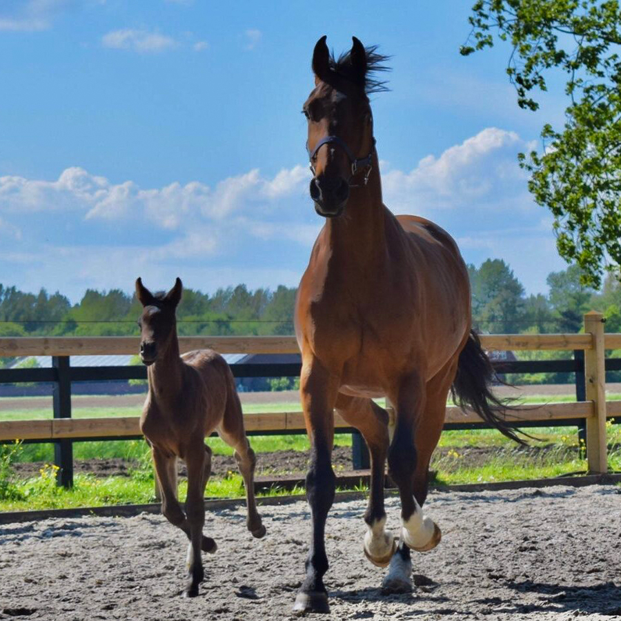 paard1