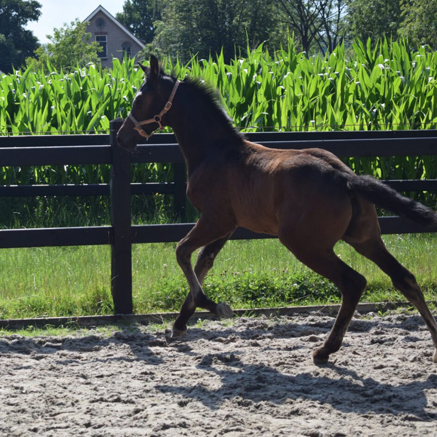 paard2