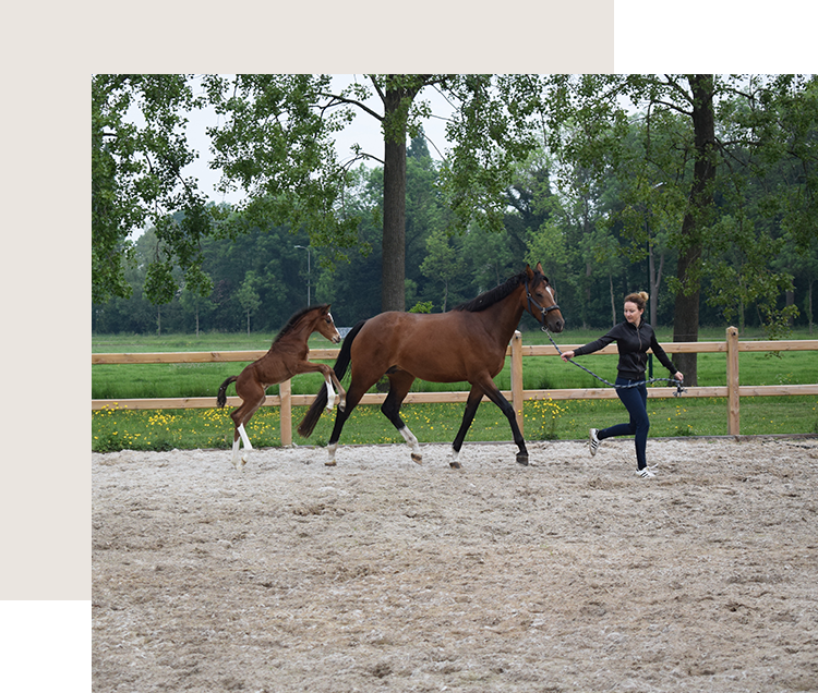 Wsj dressage